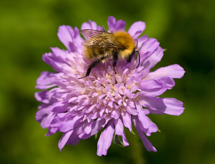 Image of bee on a wildflower