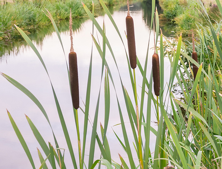 Example image of a sustainable drainage system (SuDS)