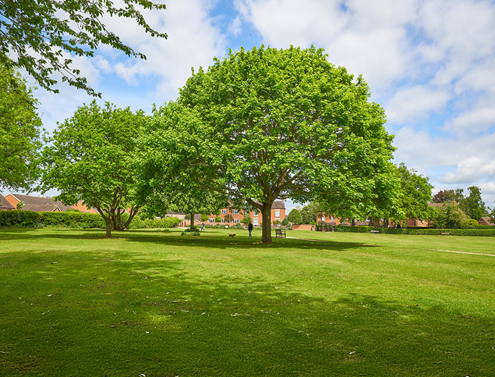 Image of green open space with trees